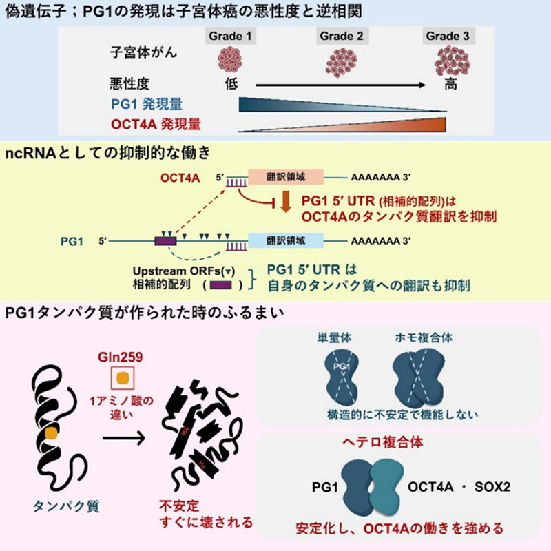 【医】ヒト特有の偽遺伝子が幹細胞やがんの運命を左右する仕組みを解明