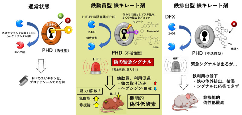 【医】「偽の低酸素」で眠れる能力を再起動〜鉄動員型キレート剤がもたらす、免疫力と修復力の同時覚醒〜