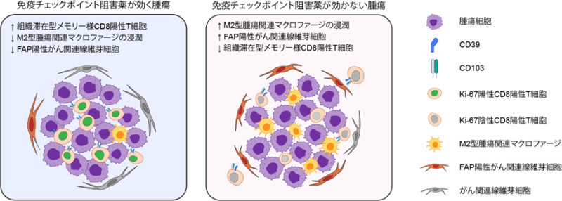 【医】世界初の細胞環境解析により肺がん免疫療法の耐性因子を解明～耐性因子を標的とする難治性肺がんの新たな治療法開発に期待～