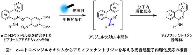 【薬】窒素を含む環状有機化合物を細胞内で構築可能な新たな光反応を開発～薬の効果を光制御するツールとしての応用に期待～