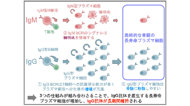 【医】ウイルス再感染防御に必須のIgG抗体が長期間維持される仕組みを解明― 一度で、長く守る 次世代ワクチンへの挑戦 ―